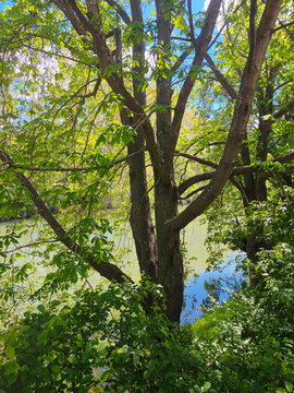 Roncos del arbol en el cauce del rio
