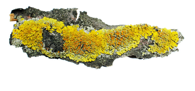 Xanthoria parietina lichen on bark - orange foliose lichen, Teloschistaceae family, botanical specimen