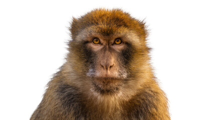 Barbary macaque monkey face with brown fur, isolated on transparent background © Laura