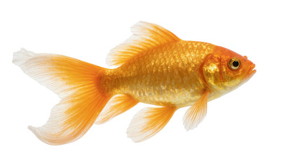 Golden Fancy Tail Fish Floating in Water © Natalia