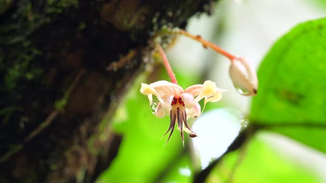 Flower of the Cocoa tree  (Theobroma cacao). In a cacao plantation Near Puerto Quito in western Ecuador