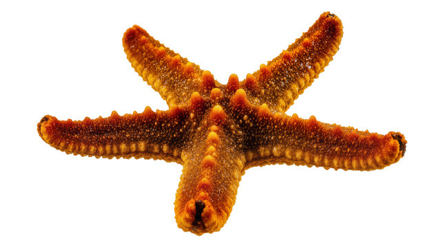 Orange starfish with bumpy texture, isolated on transparent background