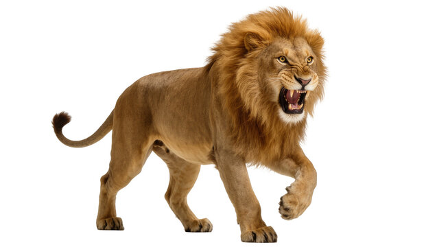 Fierce male lion roaring with open mouth and visible teeth