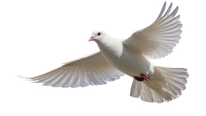 Obraz premium White dove bird with spread wings flying, isolated on transparent background