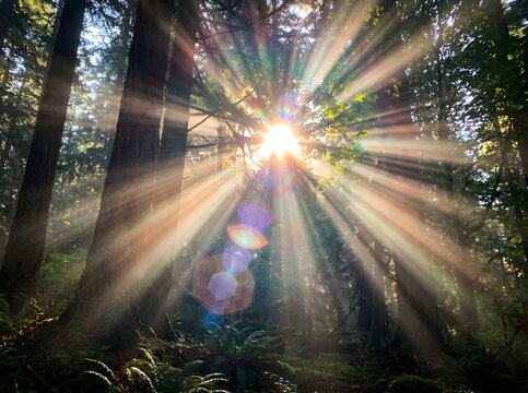 Sunlight filtering through trees in a forest with sunbeams and lens flares on a natural scene