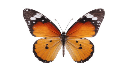 Orange speckled butterfly with black and white wing markings © Natalia