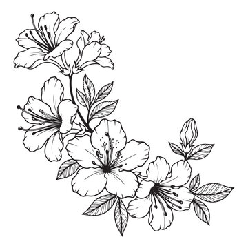 Hand-drawn vector line art of azalea flowers on a branch. Ideal for botanical illustrations and coloring pages reflecting natural beauty and growth