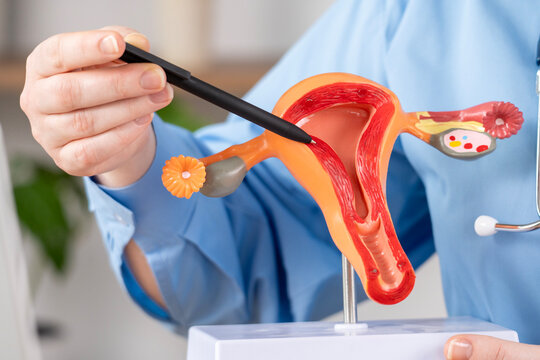 Person in a blue shirt uses a black tool on a 3D human reproductive anatomy model. The model shows the uterus, fallopian tubes, and ovaries in detail