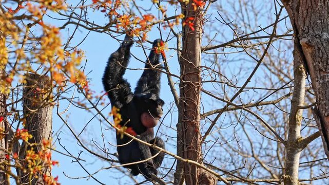 The black-headed spider monkey, Ateles fusciceps is a species of spider monkey, a type of New World monkey, from Central and South America.