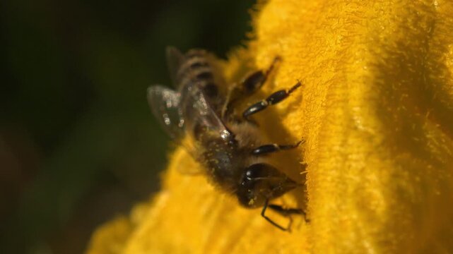 Honey bee (Apis mellifera) covered in yellow pollen foraging inside squash blossom. Extreme macro detail of wings, legs, compound eye. Dark bokeh background. Summer garden pollination