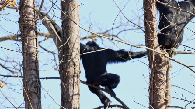 The black-headed spider monkey, Ateles fusciceps is a species of spider monkey, a type of New World monkey, from Central and South America.