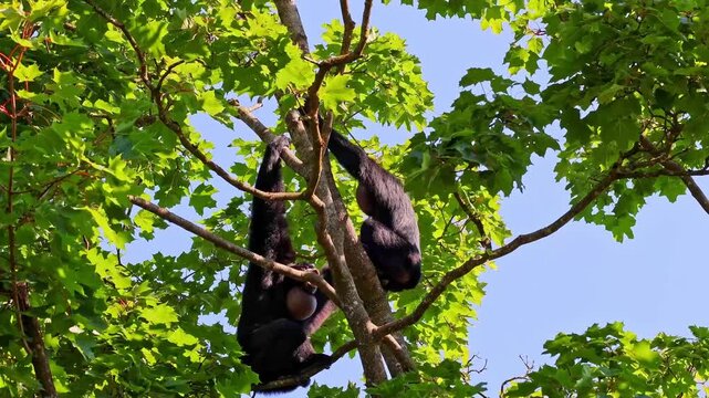 The black-headed spider monkey, Ateles fusciceps is a species of spider monkey, a type of New World monkey, from Central and South America.