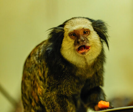 white-headed marmoset (Callithrix geoffroyi) holding fruit
