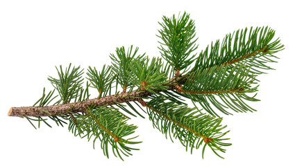Fototapeta premium Green pine branch with needles, isolated on transparent background