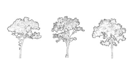 Architectural Tree Vector Set CAD AutoCAD Blocks Elevation View and Plan View for Landscape Design Drawing Tree Collection © stock studio