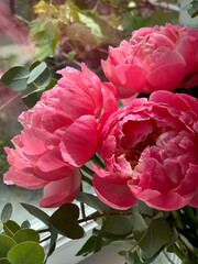 Obraz premium Close-up macro view of pink peony flowers with yellow stamens on a light background