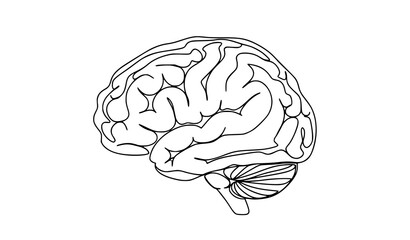 Fototapeta premium Detailed human brain technical drawing, neurology and cognitive health concept.