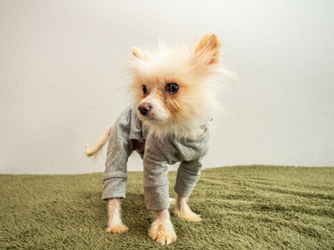 small dog in gray sweater standing on green grassy surface. Fluffy chiweenie puppy with soft fur and playful expression. Adorable pet concept for home decor or social media.