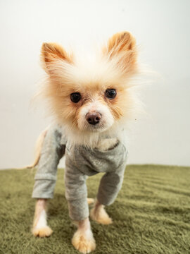Fluffy chiweenie puppy wearing gray knit sweater on green artificial grass. small dog breed with expressive eyes for pet photography. Adorable pet concept for social media or home decor inspiration.