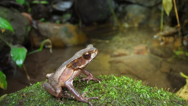 Triundo Toad (Rhaebo haematiticus). On a liverwort covered boulder in a rainforest stream near Puerto Quito in Western Ecuador