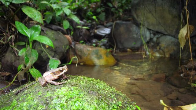 Triundo Toad (Rhaebo haematiticus). On a liverwort covered boulder in a rainforest stream near Puerto Quito in Western Ecuador