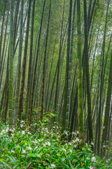 Fototapeta premium Bamboo forest with wild flowers in Nature Reserve in South China.