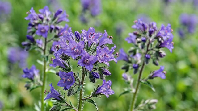 Closeup of delicate purple phacelia flowers blooming in a sunny meadow.
