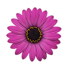 Obraz premium Bright pink flower with yellow center isolated on transparent background