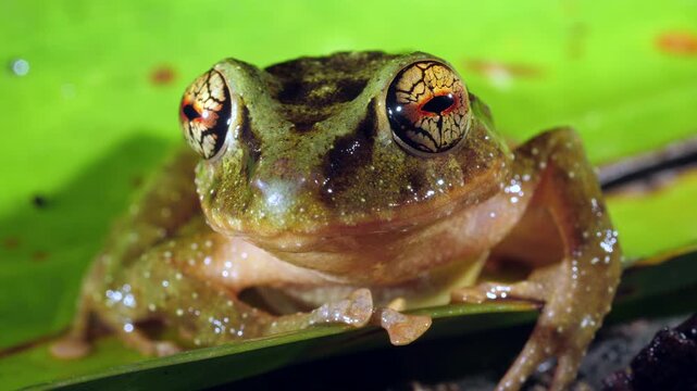 A Pristimantis frog with spectacularly coloured eyes. An unidentified species from rainforest near Puerto Quito in western Ecuador