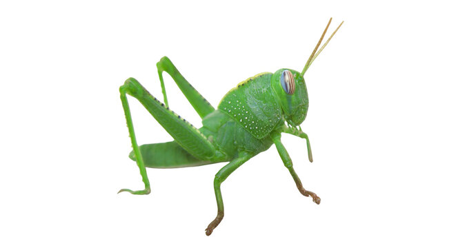 locust isolated on transparent background