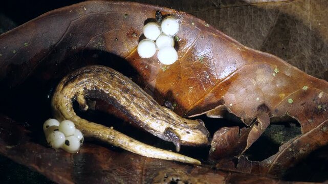 THe Hotel Zaracay Salamander (Bolitoglossa chica). With two recently laid clutches of eggs. In the rainforest leaf litter near Puerto Quito in western Ecuador
