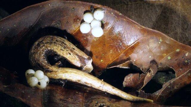 THe Hotel Zaracay Salamander (Bolitoglossa chica). With two recently laid clutches of eggs. In the rainforest leaf litter near Puerto Quito in western Ecuador