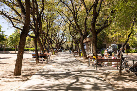walkway lined with trees at a park in Valencia, Spain on a sunny day. 
