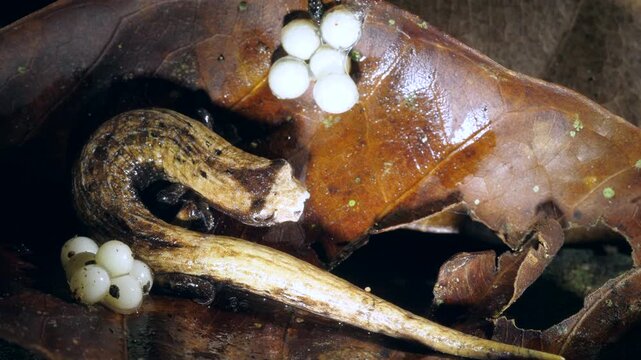 THe Hotel Zaracay Salamander (Bolitoglossa chica). With two recently laid clutches of eggs. In the rainforest leaf litter near Puerto Quito in western Ecuador