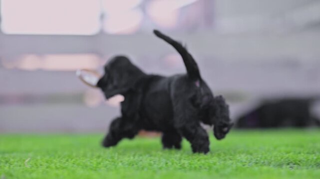 Adorable spaniel puppies enjoying carefree playtime outdoors, 4K slow motion