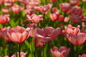 Obraz premium Coral peach tulips blooming in spring garden, close-up floral background