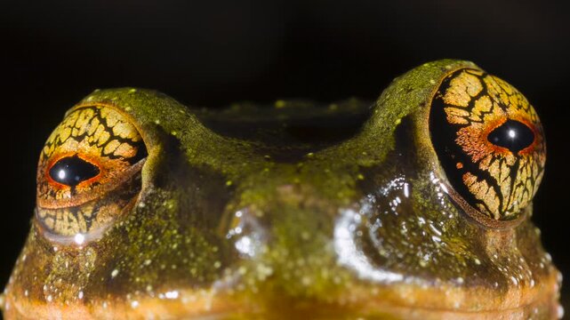 A Pristimantis frog with spectacularly coloured eyes. An unidentified species from rainforest near Puerto Quito in western Ecuador