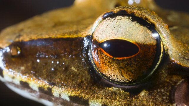 The Longsnout Robber Frog (Craugastor longirostris) In rainforest near Puerto Quito in western Ecuador