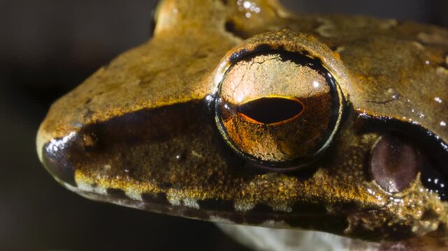 The Longsnout Robber Frog (Craugastor longirostris) In rainforest near Puerto Quito in western Ecuador