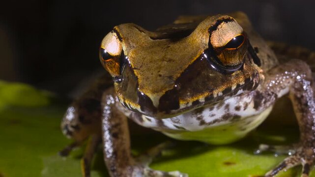 The Longsnout Robber Frog (Craugastor longirostris) In rainforest near Puerto Quito in western Ecuador