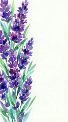 Obraz premium Watercolor lavender flowers border on white background, purple blooms with green stems, soft artistic style for cards, prints, and invitations.