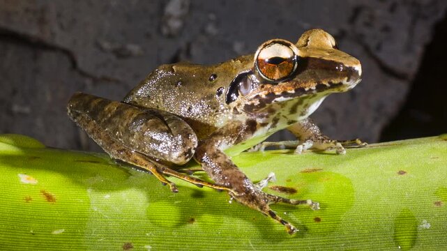 The Longsnout Robber Frog (Craugastor longirostris) In rainforest near Puerto Quito in western Ecuador