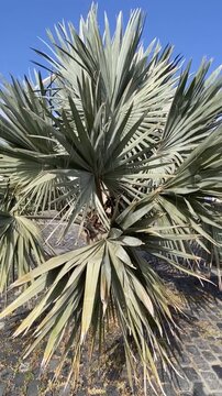Brahea armata or Mexican blue palm or Blue hesper palm evergreen tree of the palm family Arecaceae. Green tropical leaves close up,4K