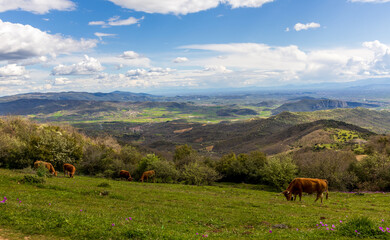Fototapeta premium Herd of cattle grazing on the high altitude pasture in Meteora, Greece
