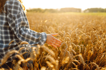 A man stands in a golden field at sunset, holding a sheaf of wheat. The sun shines in the background, highlighting the beauty of the growing crop. © maxbelchenko