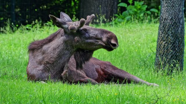 The moose or elk, Alces alces is the largest extant species in the deer family. Moose are distinguished by the broad, flat, or palmate antlers of the males.