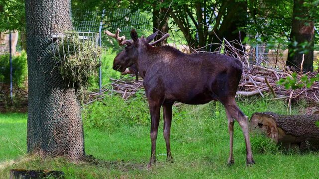 The moose or elk, Alces alces is the largest extant species in the deer family. Moose are distinguished by the broad, flat, or palmate antlers of the males.