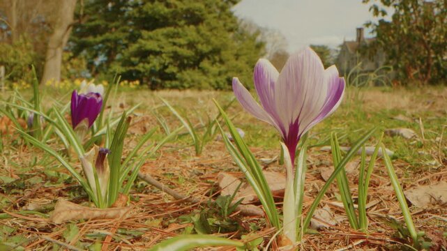A serene footage capturing vibrant purple and white crocus flowers emerging in early spring at Planting Fields Arboretum State Historic Park in Oyster Bay, New York. Delicate blossoms symbolize renewa