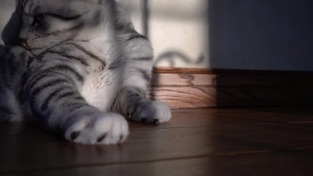 Silver Tabby Cat Resting on Wooden Floor in Sunlight