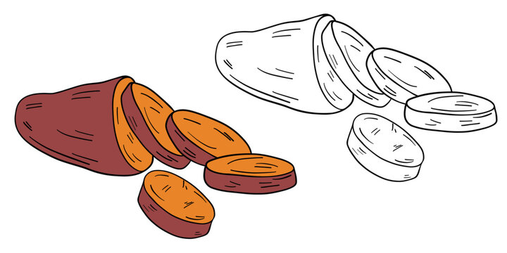 Hand-drawn illustration sweet potato batat in color and black white outline. Sweet potato roots, slices, leaves, and natural organic textures. Warm orange tones, outline kids coloring pages and educat